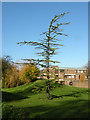 Conifer outside Churchill College