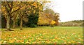 Autumn by the Quoile near Downpatrick