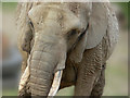 An elephant at Paignton Zoo