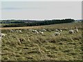 Sheep at High Southward Edge