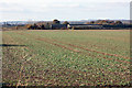 Fields to the east of Bustard Nest Farm