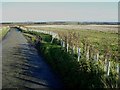 New hedge at Moor Edge