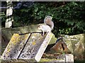 Squirrel in Bredhurst Church Cemetery