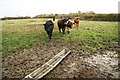 Inquisitive cattle