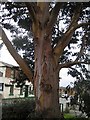 Eucalyptus tree detail