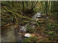 Tributary of Milton Brook