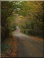 Lane through Halsepark Wood