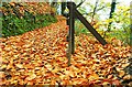 Autumn at Huntly Wood near Banbridge (3)