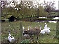 Ponds at Gawcott (with Residents)