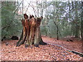 Burnham Beeches