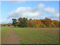 Farmland and copse, Wargrave