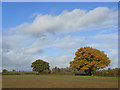 Farmland, Wargrave