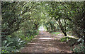 Woodland footpath in the west of Bedford Park