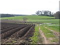 Potato field, Eckford