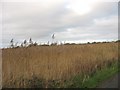 Reed beds near Pentre-traeth