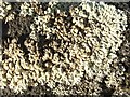 NS3778 : A lichen - Arctoparmelia incurva by Lairich Rig