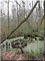 View into Mown Fen