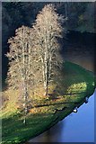 NT5934 : Trees by the River Tweed by Walter Baxter