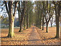 Autumnal Avenue