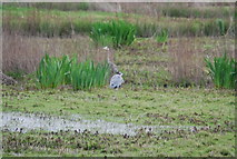 TQ2277 : Grey Herons, Barnes Wetland Centre by N Chadwick