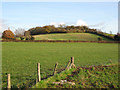 Pasture east of the Moreton road