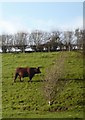 TR0153 : A fine bull at Collington Farm near Badlesmere by pam fray