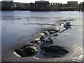 NZ2362 : Tidal mud flats on the River Tyne by Oliver Dixon