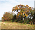 Gap in ancient hedgerow