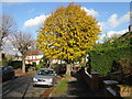 Lime tree, Windermere Road, Coulsdon