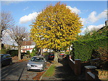 TQ3060 : Lime tree, Windermere Road, Coulsdon by Dr Neil Clifton