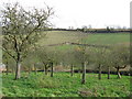 Orchard at Ford Abbey