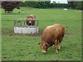 Bull  in  field