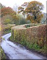 Hedge, Whiteparish