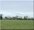 2008 : Sheep pasture near Crossroads Farm