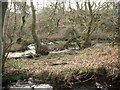 Nant Cwm-du passing through woodland (1)