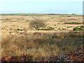 Clyne Common