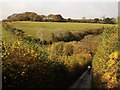 Valley above Shuttaford