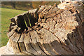 Old tree stump in Moorats Park