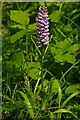 Common Spotted Orchid