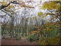 Coppice of silver birch and beech