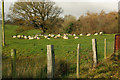 Sheep at Erwddallen entrance