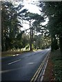 The Avenue, Branksome