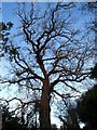 Tree on Cliff Hill Cawthorne