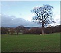 Isolated trees in farmland near Cawthorne