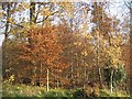 Woods near Howden