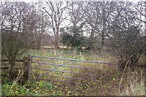 SN1810 : Overgrown Field, Llanteg Cross, Llanteg by welshbabe