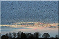 A sky filled with starlings
