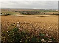 Downland near Pimperne