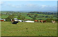 Cattle on Laneast Downs