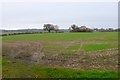 Fields at Pig Oak , Dorset